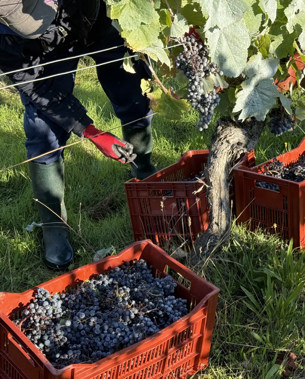 Vignes en automne